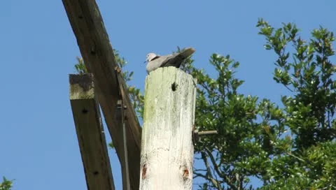 Dove on power pole Stock Footage 11434438