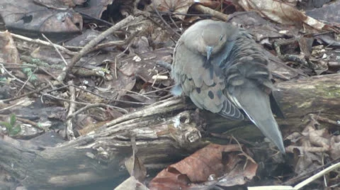 Dove Preening Vídeo Stock 22688265