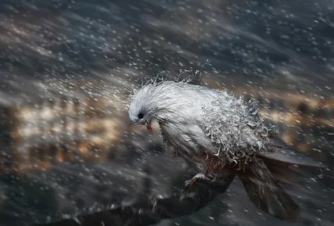 Dove in the rain. Stock Photos