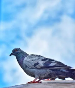 Dove is ready to move Foto stock