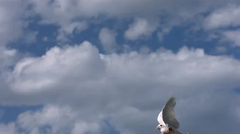 Dove is released into sky, slow motion Stock Footage 61670301