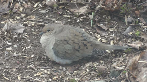 Dove Resting Vidéo 22690527
