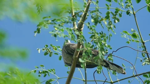 Dove is resting Stock Footage 102513645