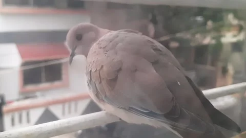 Dove Resting on Home Window Railing Looking Around Stockbeeldmateriaal 339004383