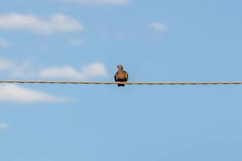 A dove resting Stock Photos