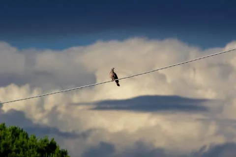 A dove resting Foto stock