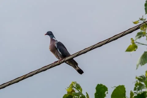 A dove resting 写真素材