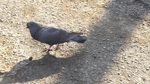 A dove runs a circle on the pavement Stock Footage 124760404