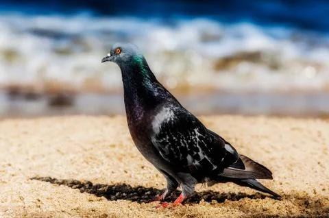 Dove on sand Stock Photos