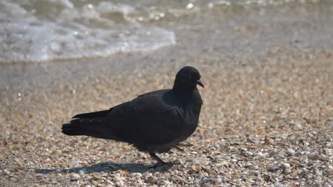 Dove on the sandy seashore 스톡 동영상 115771434