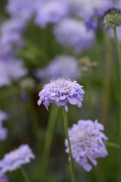 Dove scabious Flutter Deep Blue Stock Photos