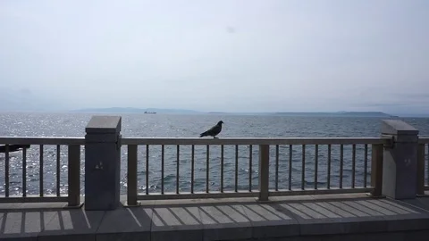 Dove the sea Vídeo Stock 76999226