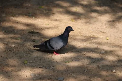 A dove in shadow in desert Stock Photos