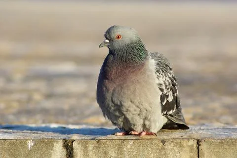 Dove on the sidewalk Stock Photos