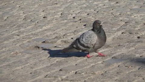 Dove on the sidewalk tile Stock Footage 102335714