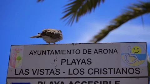 Dove signPigeon sits on a signboard Stock Footage