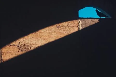 Dove silhouette in beam of window light Foto stock