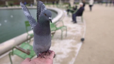 Dove sit on hand slow motion Stock Footage 138796300