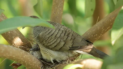 Dove sits on nest Stock Footage 40346763