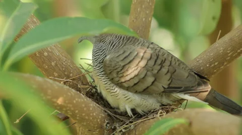 Dove sits on nest Stock Footage 40346767