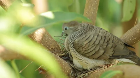 Dove sits on nest Stock Footage 40351487