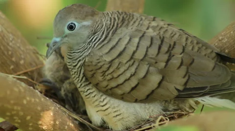 Dove sits on nest Stock Footage 40351816