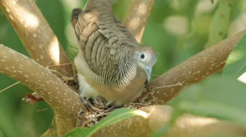 Dove sits on nest Stock Footage 40351893