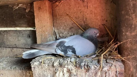 A dove sits quietly in nest inside in a wooden coop. Slow motion footage.  Stock Footage 313321445