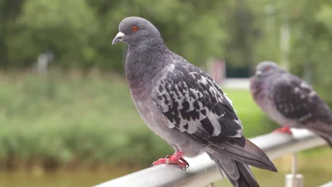 Dove sits on the railing 库存影片 146909966