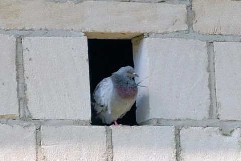 A dove sits on a small window. Stock Photos
