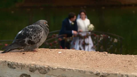 Dove sitting on the background of the bride and groom Video stock 103606088