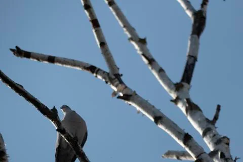 A dove is sitting on a bench Stock Photos