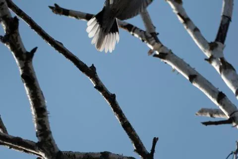A dove is sitting on a bench Stock Photos