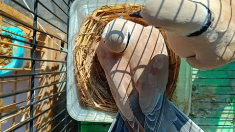 Dove sitting on a bird nest Stock Footage 291635581