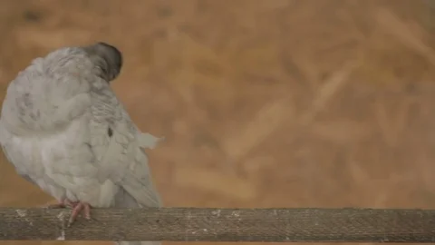 The dove sitting cleans itself Video stock 82448590