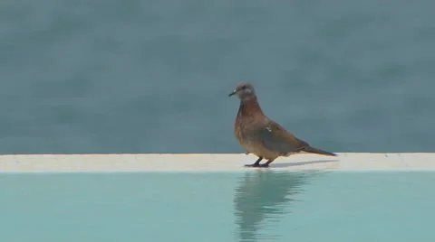 Dove sitting at the edge of a pool Stock Footage 57177501