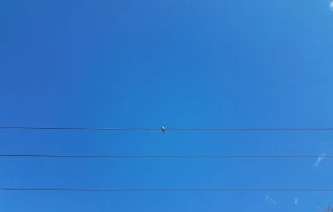 Dove sitting on electrical cables or wires and blue sky Stock Photos