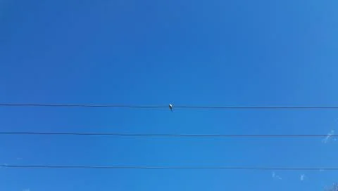 Dove sitting on electrical cables or wires and blue sky Stock Photos