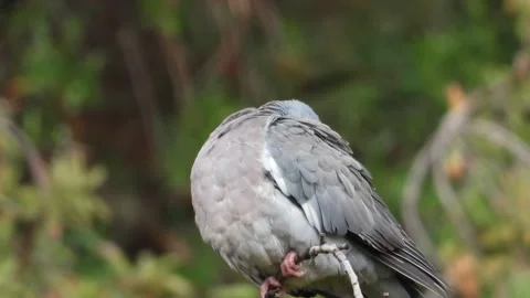 Dove sitting Stock Footage 261703954
