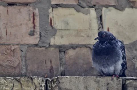Dove sitting in front of brick wall with copy space Stock Photos