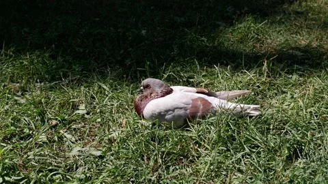 The dove is sitting in the grass. 4k. Stock Footage 157021630
