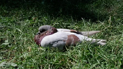 The dove is sitting in the grass. 4k. Stock Footage 157062970
