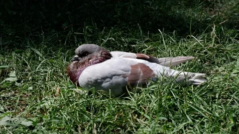 The dove is sitting in the grass. Stock Footage 156904292