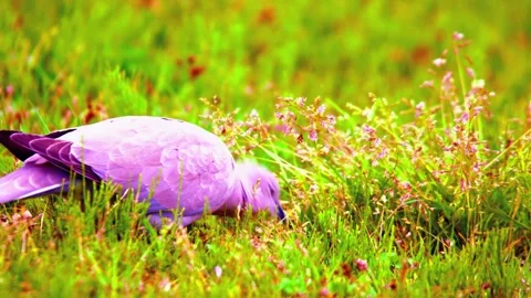 Dove Sitting on Grass Stock Footage 310213093