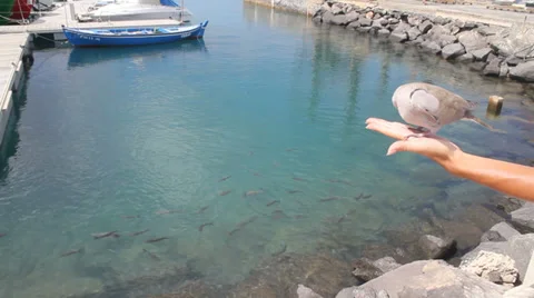 Dove sitting on an hand Stock Footage 38387251