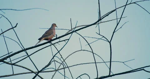 Dove Sitting High On A Tree Branch And Flying Off Stock Footage 197626948