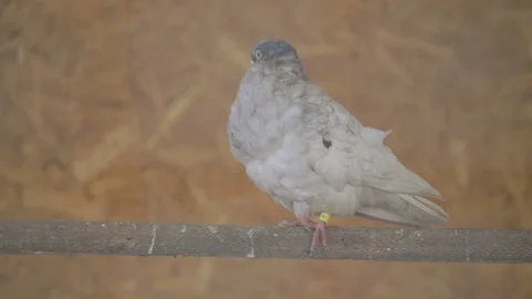 The dove sitting on a pole Stock Footage 82451713