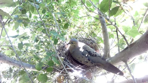 Dove sitting on Scrubjay nest, panting in summer heat Stock Footage 78248980