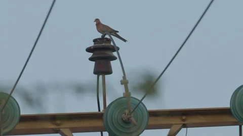 Dove sitting on transformer, on utility pole Vídeos de archivo 311111829