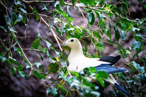 Dove sitting in a tree Stock Photos